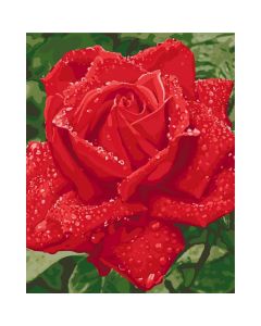 Картина за номерами "Ніжність троянди" 40*50, Ідейка КНО3045